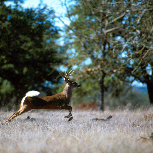 white-tailed-deer-520943